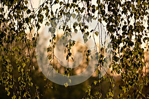 Background of hanging birch twigs with foliage