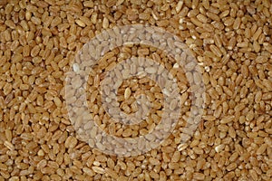 Wheat grain