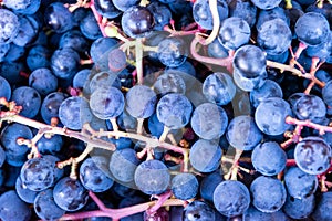 Background of harvested bunches of wild grapes.
