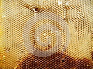 Background hexagon texture, wax honeycomb