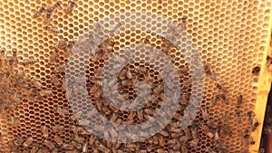 Background hexagon texture, wax honeycomb from bee hive filled with golden honey.