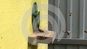 Background hexagon texture, wax honeycomb from bee hive filled with golden honey.