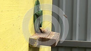 Background hexagon texture, wax honeycomb from bee hive filled with golden honey.