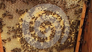 Background hexagon texture, wax honeycomb from bee hive filled with golden honey.