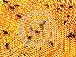 Background hexagon texture, wax honeycomb