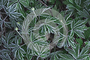 background of hoarfrost on green grass