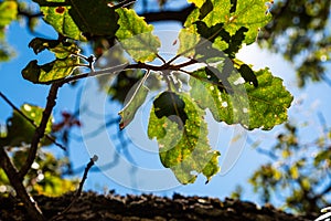 Background of a holm oak tree with brown branches and green leaves with sunlight shining through the leaves on a sunny day with