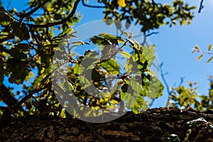 Background of a holm oak tree with brown branches and green leaves with sunlight shining through the leaves on a sunny day with