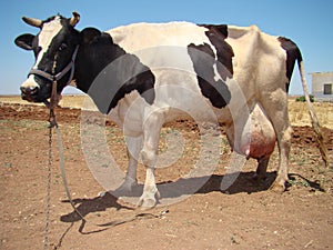 Background Holstein Friesian black and white.