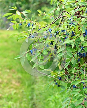 Background with honeyberry in the garden 2