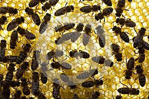 Background honeycomb.Movement bees on a honeycomb