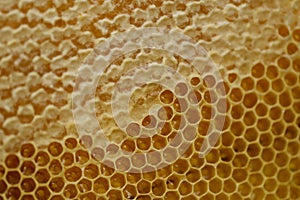 Background. Honeycombs. Yellow honeycombs closeup.