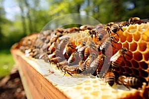 Background honeyed apiary beekeeping wax bee nature honeycomb beehive beeswax hive