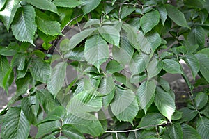 Background from hornbeam elm leaves Ulmus glabra Huds