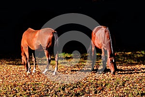 Background horses grazing on feald
