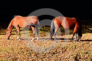 Background horses grazing on feald
