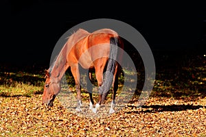 Background horses grazing on feald