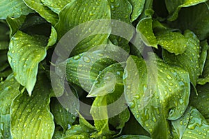 Background from Hosta with rain drops, fresh green after a rain