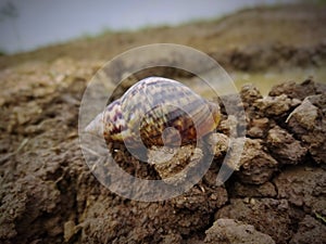 Background of the house and snails on the ground