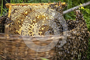 Background of a huge honey bee swarm on a frame with honey and parchment