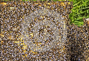 Background of a huge honey bee swarm on a frame with honey and parchment