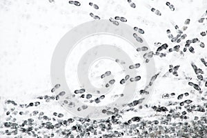 Background: human boot prints in the fresh wet snow in the winter