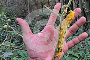 Hawk moth caterpillar size comparison with human hand