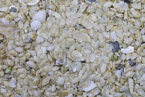 background of hundreds small shells of sea