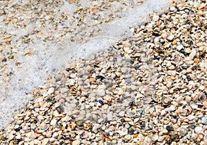 background of hundreds of thousands of seashells by the sea