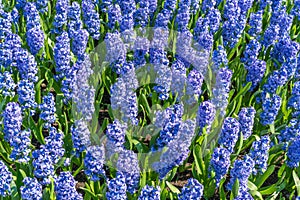 Background hyacinth flowering in big pot. Macro of purple hyacinth flower meadow. Many violet hyacinth flowers in winter garden.