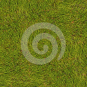 Background of hypnum moss