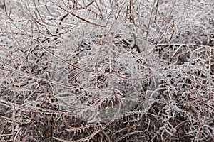 Background of the ice-covered tree branches after freezing rain