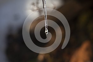A drop on an icicle in the forest