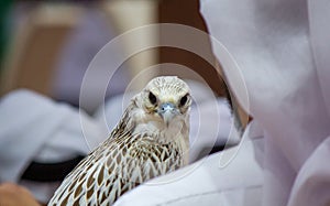 Background image of a arab guy holding his falcon during a falcon show in Qatar. falconry photo