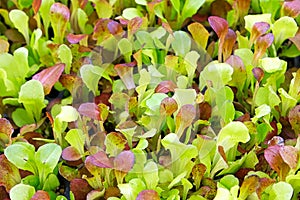 Background image of baby lettuce mixed greens