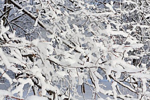 Background image based on the texture of tree branches covered with fluffy snow. Shot in a city park on a sunny frosty winter day photo