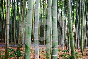 Background image of big bamboo