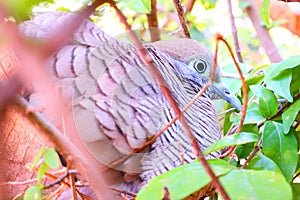 the background image of the bird sleeping in the nest To be used as an illustration for the media of about animal science