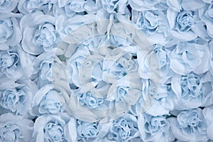Background image of blue roses
