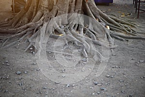 Background image of Bodhi tree root on natural ground.