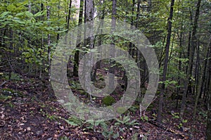 Background image of boreal forest on overcast day