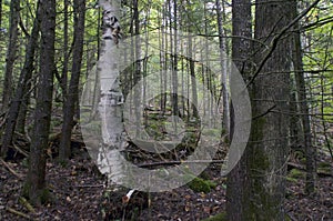 Background image of boreal forest on overcast day with birch