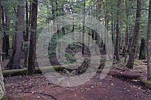 Background image of boreal forest on overcast day in new york