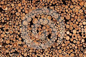 Background Image of Cut Ends of Logged Wood photo
