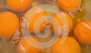 Background image of egg yolk in a bowl