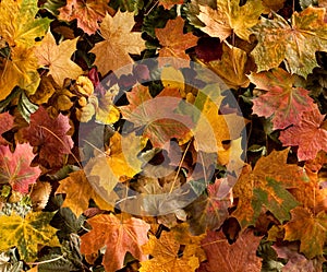 Background image with fallen autumn leaves