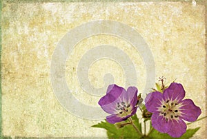 Background image with floral elements