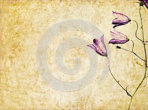 Background image with floral elements