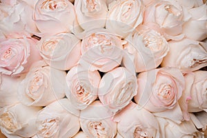 Background image of fresh light pink roses . flower texture