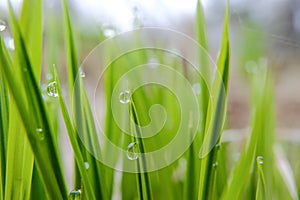 Background image of grass. Young, fresh green spring grass with dew drops close-up. Soft focus